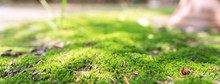 Surface Of Green Moss Background