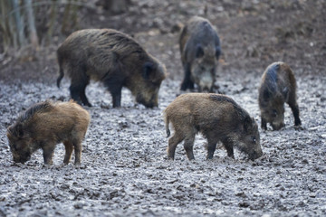 Wall Mural - Wild hogs rooting in the mud