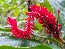 Alpinia Purpurata, Red Ginger, Also Called Ostrich Plume And Pink Cone Ginger, Are Native Malaysian Plants With Showy Flowers On Long Brightly Colored Red Bracts.