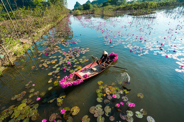 Wall Mural - Yen river with rowing boat harvesting waterlily in Ninh Binh, Vietnam