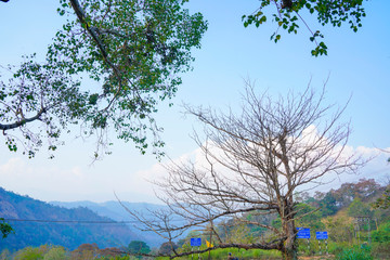 Poster - Famous, beautifut and ever green hill station, Munnar, in Kerala, South India