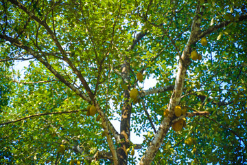 Poster - Fresh jackfruit on tree in india