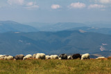 Fototapeta  - Sheep in the Carpathians on a background of mountains. The Svydovets is a mountain range in western Ukraine itself belonging to the Outer Eastern Carpathians. 