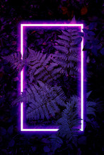 Сreative Fluorescent Color Layout.Neon Light Flat Square Frame On Fern Bush Leaves Background In Dark Color Palette Copy Space For Banner, Poster, Card, Sale Advertisement,party  Invitation