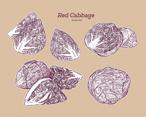 Wall Mural - Collection of red cabbage, hand draw sketch vector.