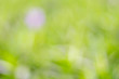 © Near - Abstract nature green blur background with  bokeh