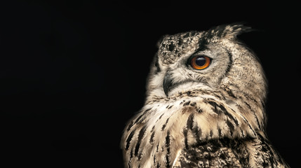 Wall Mural - Panoramic photo of a horned owl in a half profile on a black background.