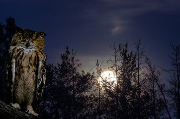 Wall Mural - The horned owl sits on a branch against the backdrop of a full moon rising on a pine forest at night.