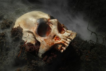 skull of a dead man in on the ground