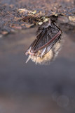 Fototapeta Dmuchawce - Hibernating Common long-eared bat