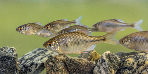 Canvas Print - European bitterling shoal fish natural environment