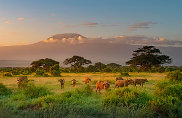 mount killimanjaro in morning light, amboseli, kenya