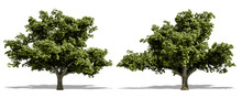 Beautiful Tree Isolated And Cutting On A White Background With Clipping Path.