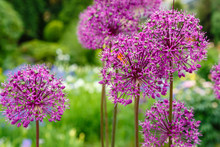 Giant Onion (Allium Giganteum) Blooming. Field Of Allium / Ornamental Onion. Few Balls Of Blossoming Allium Flowers. Beautiful Picture With Alliums For The Gardening Theme.