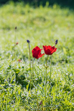 Red Anemones On A Background Of Green Grass In The Spring Morning.