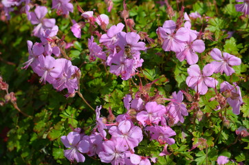 Wall Mural - Many delicate pink flowers of Geranium x cantabrigiense Biokovo plant, commonly known as cranesbill or meadow geranium, in a garden in a sunny summer day, beautiful outdoor floral background