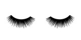 Fototapeta Tulipany - Long black lashes vector illustration. Beautiful Eyelashes isolated on white