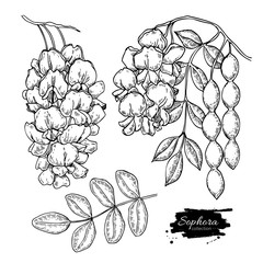 Sophora Japonica vector drawing. Hand drawn botanical branch with flowers, pod and leaves.