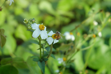 Wall Mural - honey bee collecting pollen from white wildflowers with green blur background. bee and flowers.
