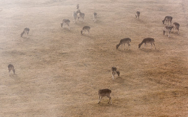 Wall Mural - deer and roe deer in the pasture