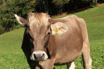 Cows with bells on green meadow in a sunny day in Liechtenstein, Europe.