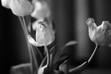 Withered Tulips - Wilted Flowers, Black And White Photo