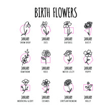 Birth Flower Hand Drawn, Decorative Elements For Design
