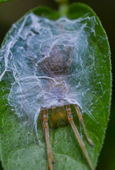 reverse macro photography