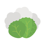 Fototapeta Na ścianę - fresh and healthy vegetable, lettuce leaves on white background