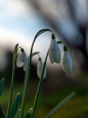 landscape with white snowdrops (galanthus)