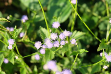 Wall Mural - soft focus purple flowers with green blur background. beautiful purple flowers in green garden.