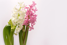 White And Pink Hyacinths On The Side On A White Background.