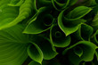 green leaves - abstract composition