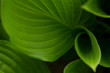 green leaves - abstract composition