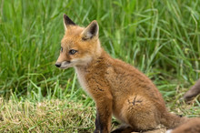 Red Kit Fox In The Springtime. They Are The Largest Of The True Foxes And One Of The Most Widely Distributed Members Of The Order Carnivora.