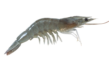 white shrimp on white background