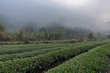 There is a green tea garden at the foot of the misty mountain
