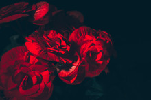 Floral Dark Moody Background With Red Flowers,space For Text