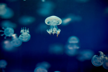 The beautiful jellyfish under the blue background  in the aquarium