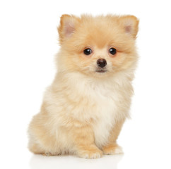 Wall Mural - Pomeranian Spitz puppy sits on a white background