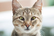 Cute cat with third eyelid desease (Protrusion of Nictitating Membrane)