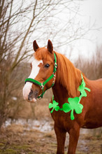 A Red Horse With A Green Bridle And Clover Leaves Around Its Neck. A Symbol Of St. Patrick's Day