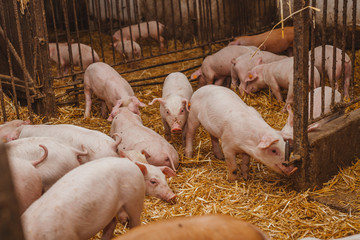 young pigs and piglets in barn livestock farm