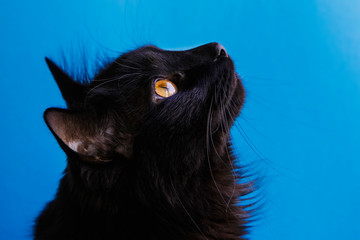 Wall Mural - Portrait of a black cat on a blue background