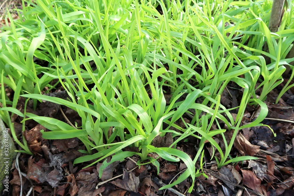 Frühling - die ersten Gräser sprießen aus dem Boden Stock Photo | Adobe ...