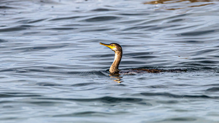 Canvas Print - bird in water