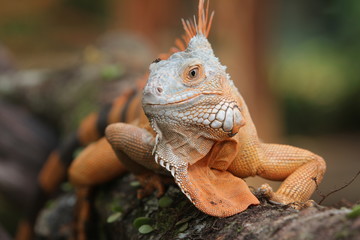 Iguana Red  is a genus of herbivorous lizards that are native to tropical areas of Mexico, Central America, South America, and the Caribbean. 