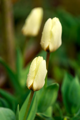 Wall Mural - Beautiful pale yellow tulip flowers in spring garden