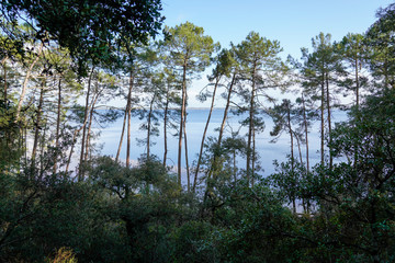 water beach tree with lake view on sand hill in carcans