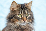 Fototapeta Koty - Portrait of big fluffy cat on light blue blurred background_